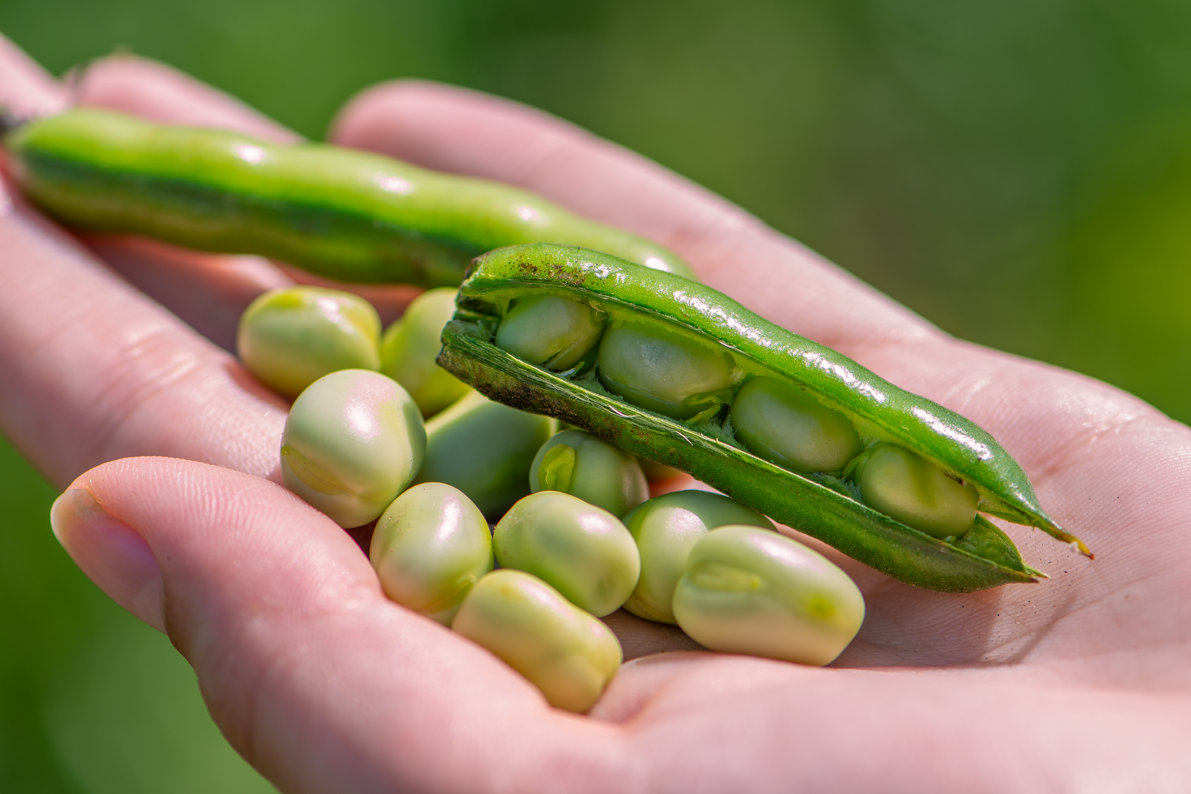 Beans