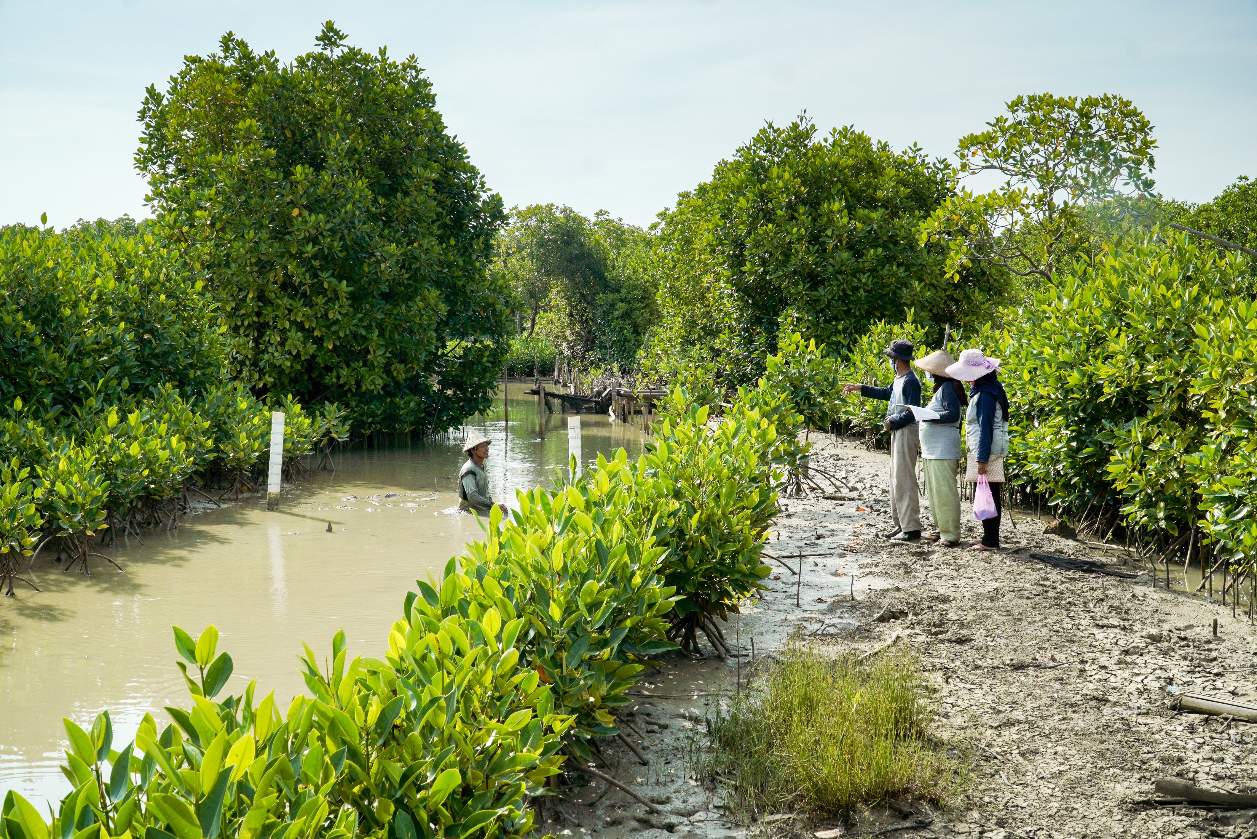 Mangrove restoration Indonesia Photo: FDW