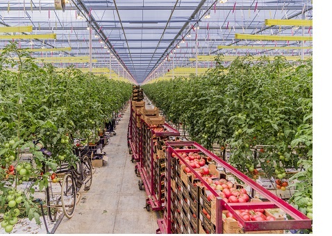Tomato harvesting inside a greenhouse