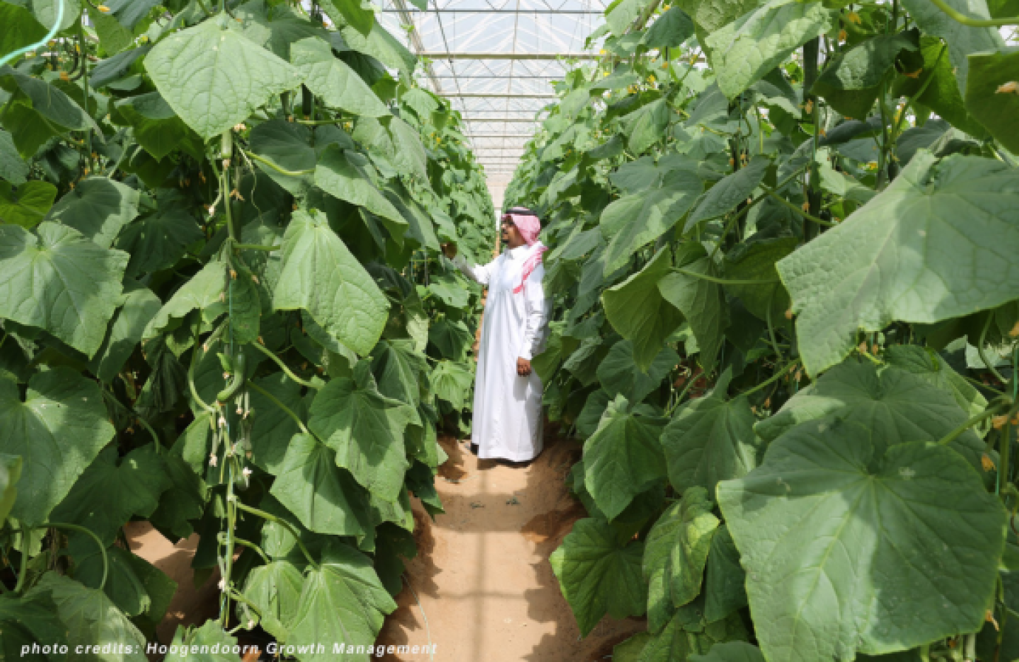 A man in traditional Emirati clothing is pictured between rows of leafy plants. He looks at the plant.