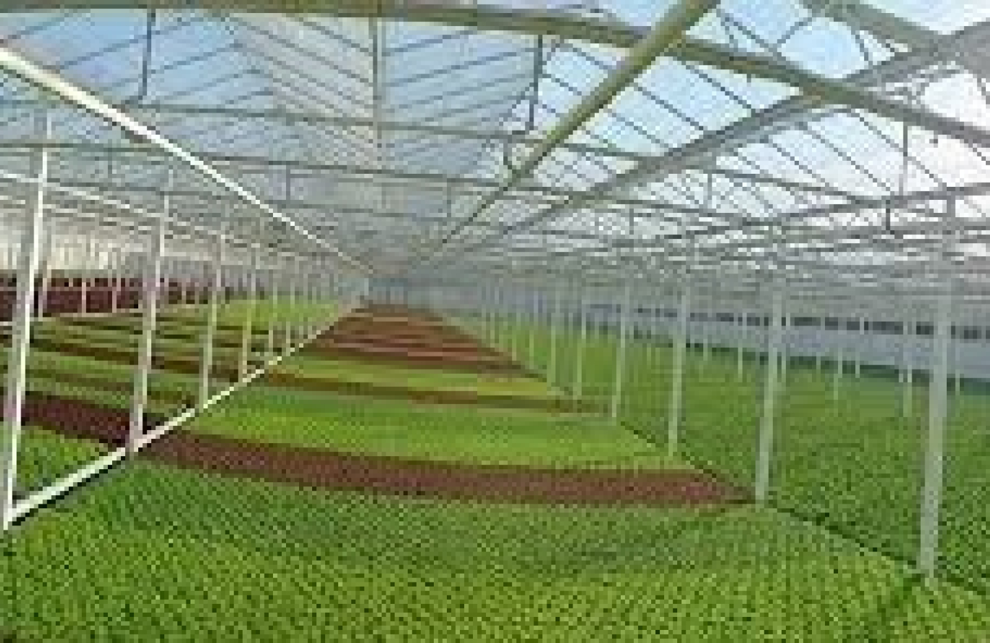a greenhouse with a view on the open blue sky and rows of potted plants on either side of a pathway