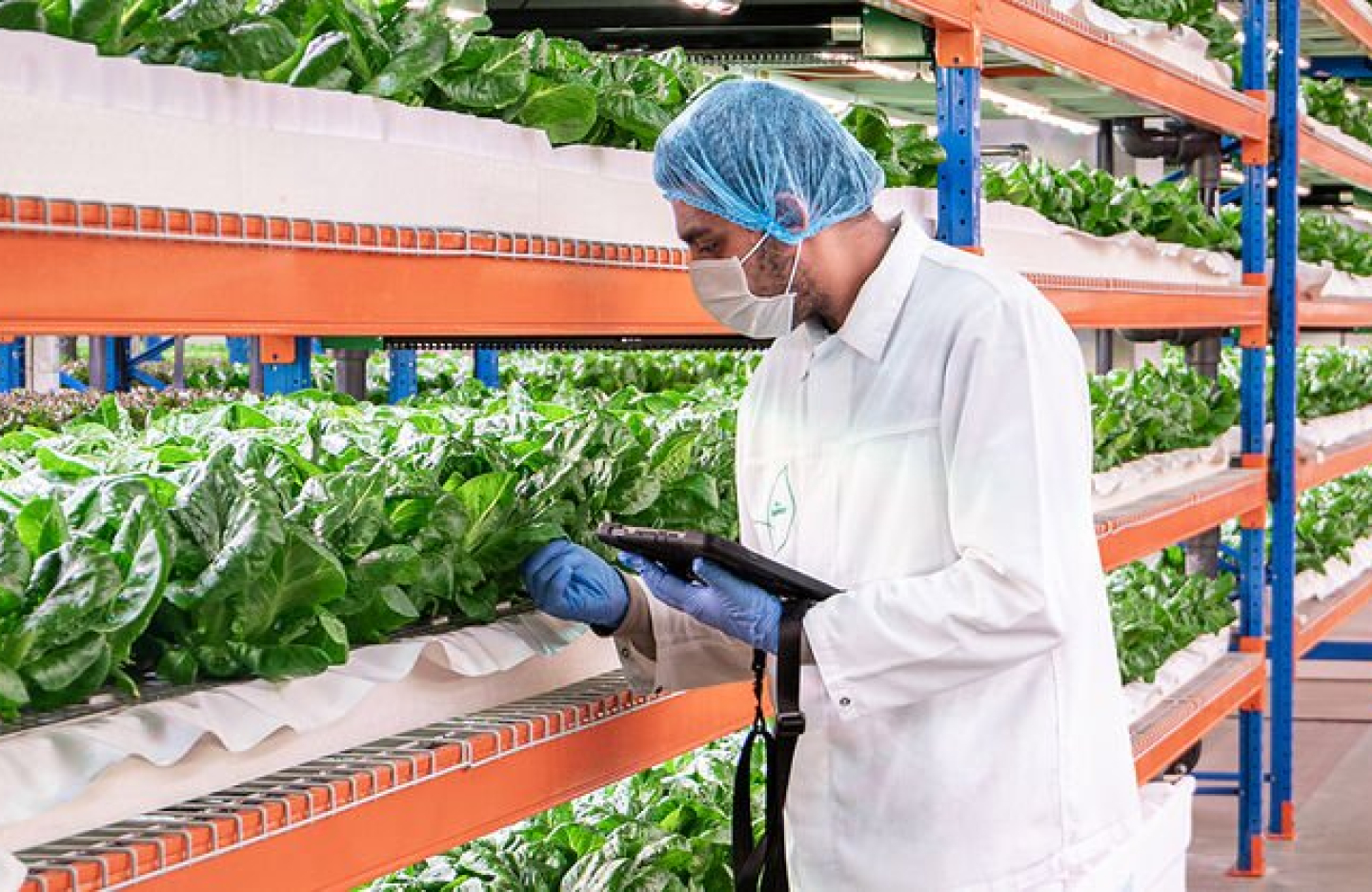 A man in a lab coat and protective mask inspects crops that are growing in a vertical set up at a greenhouse 