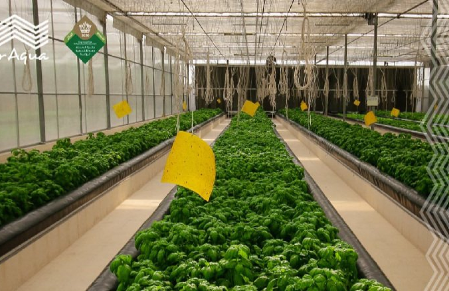 rows of potted green plants growing un a greenhouse. Yellow labels hang above them. 