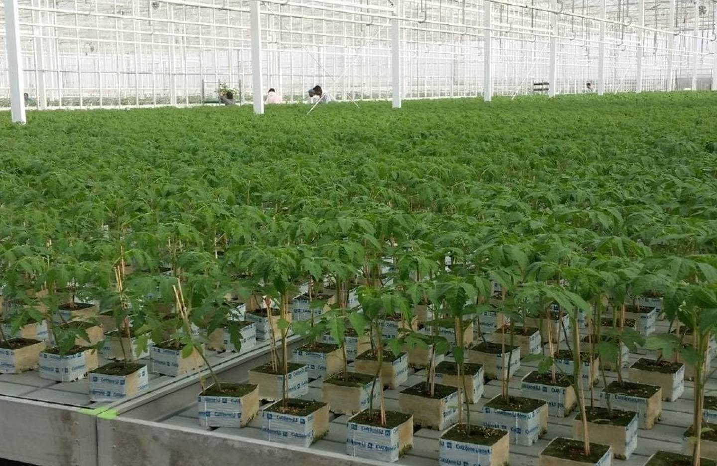 rows of medium sized leafy potted plants in a greenhouse 