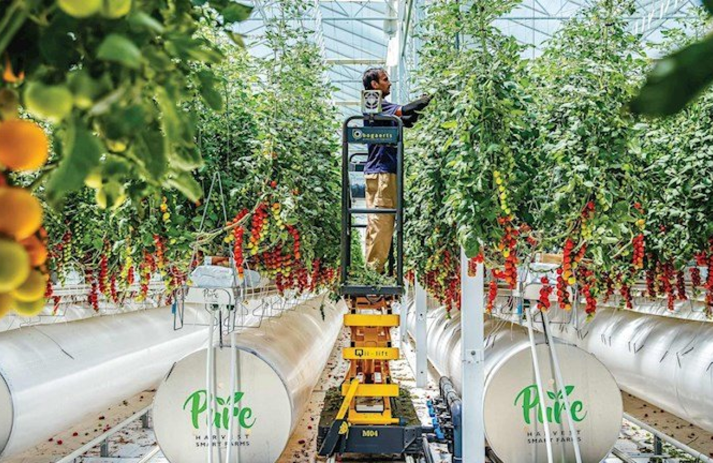 A farmer standing on a crane is lifted up between rows of hanging fruit in a greenhouse 