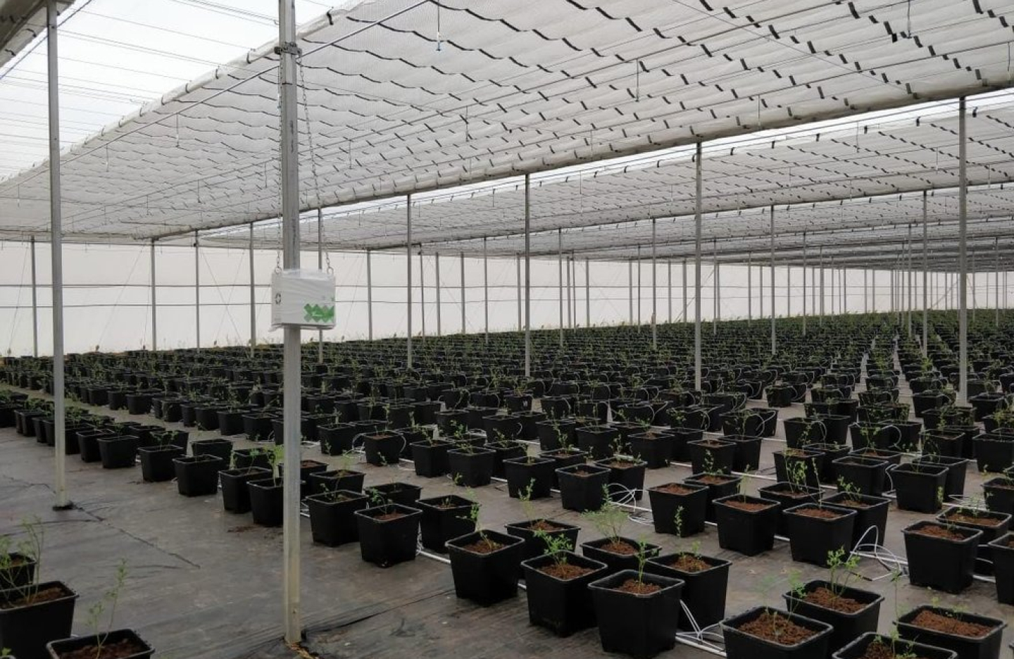 a greenhouse with rows of potted tiny plants in large black pots 