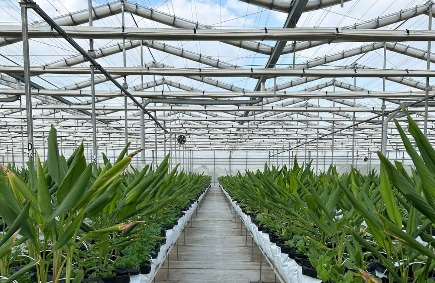 a greenhouse with a view on the open blue sky and rows of potted plants on either side of a pathway