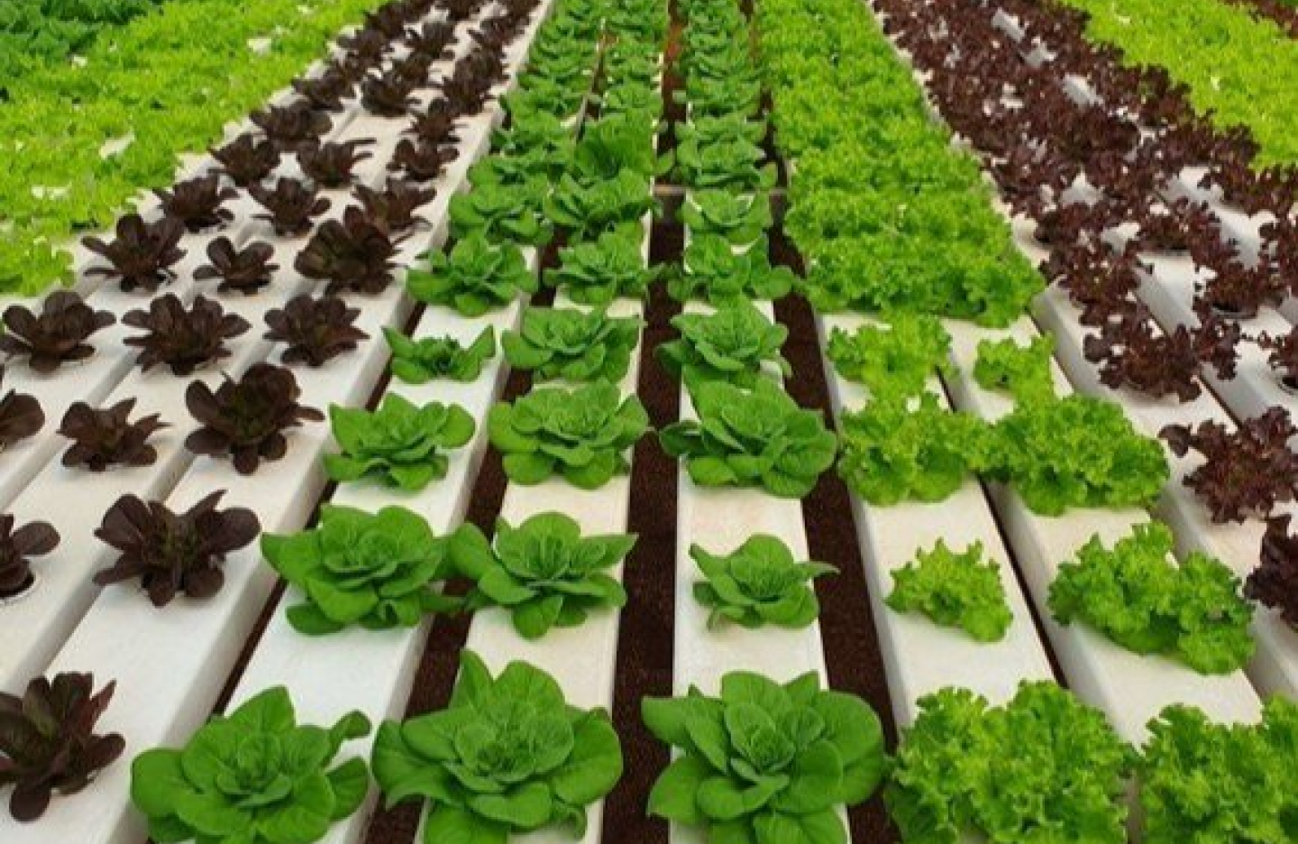 rows of leafy vegetables grow in a hydroponic set up at a greenhouse 