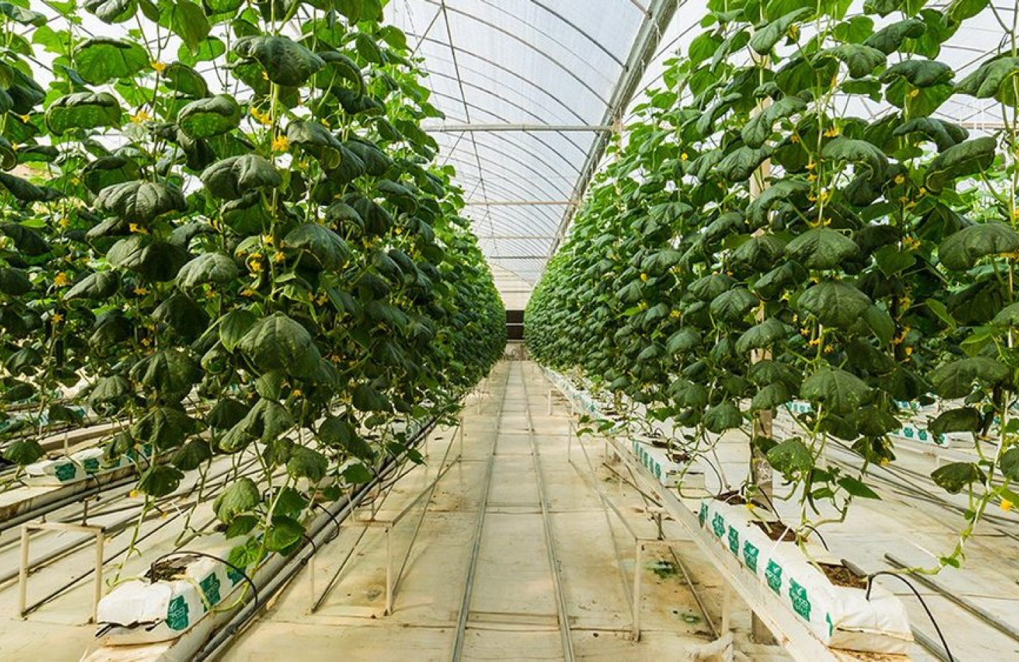 rows of leafy greens growing vertically in a greenhouse 