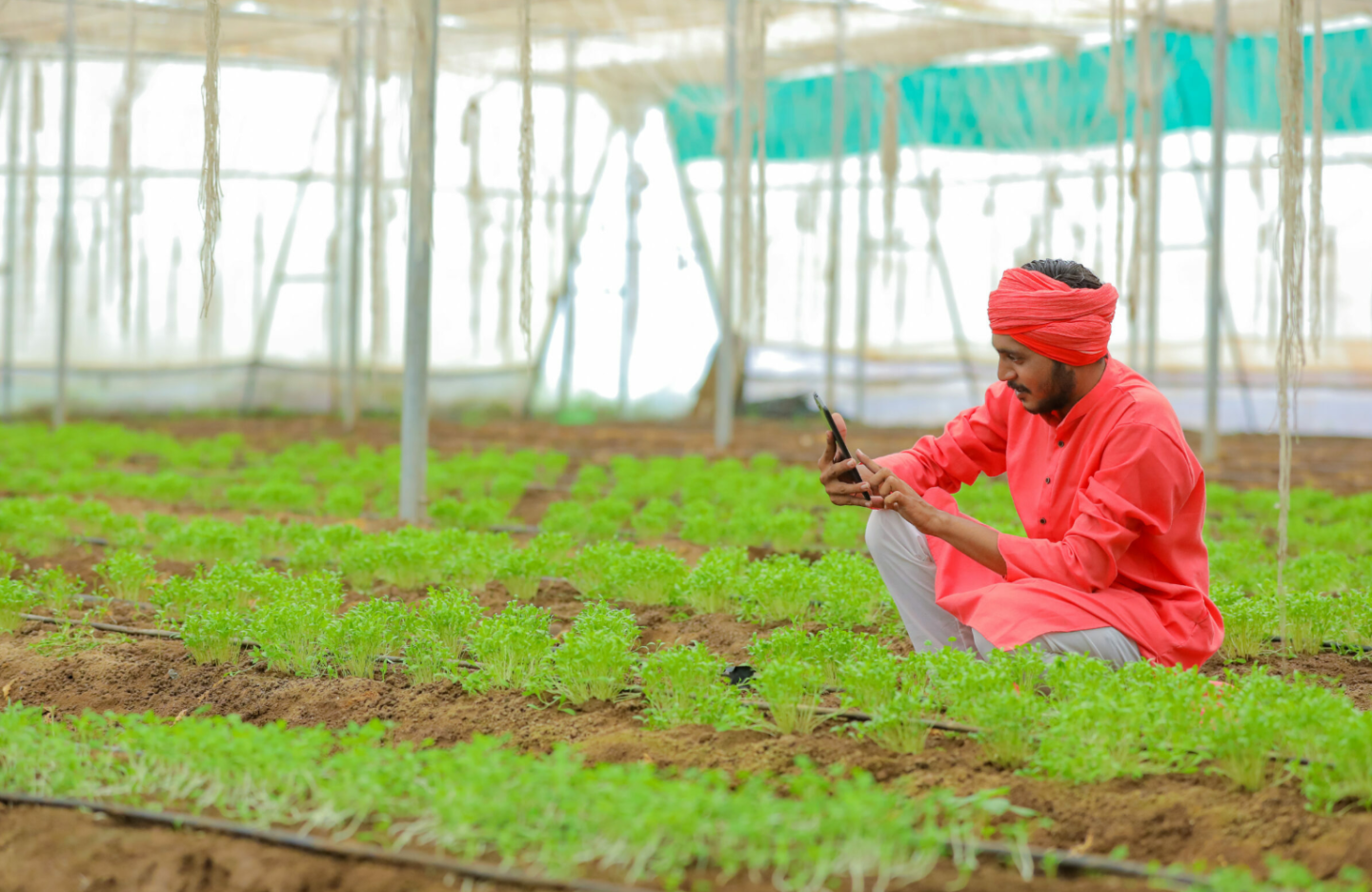 Man in greenhouse