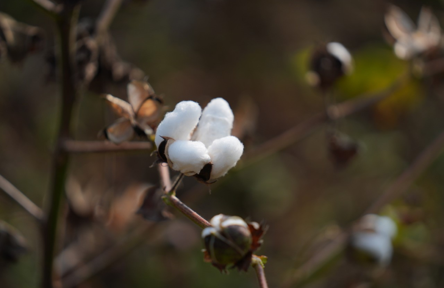 Cotton on a plant in Andhra Pradesh 