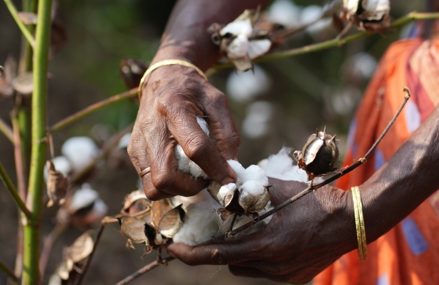 A close up of a woman's hands picking cotton in Andhra Pradesh