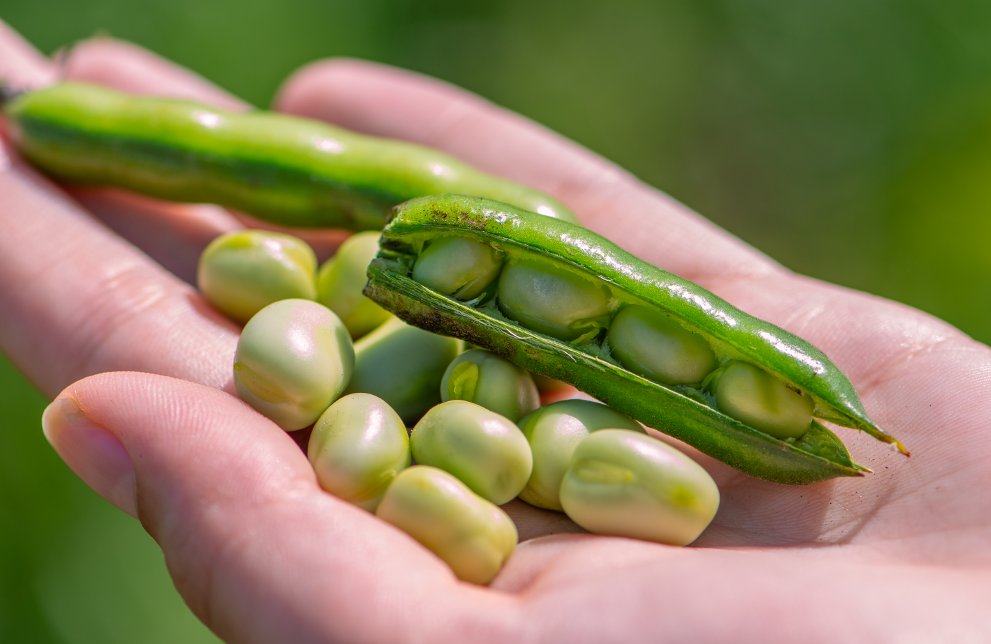 Beans