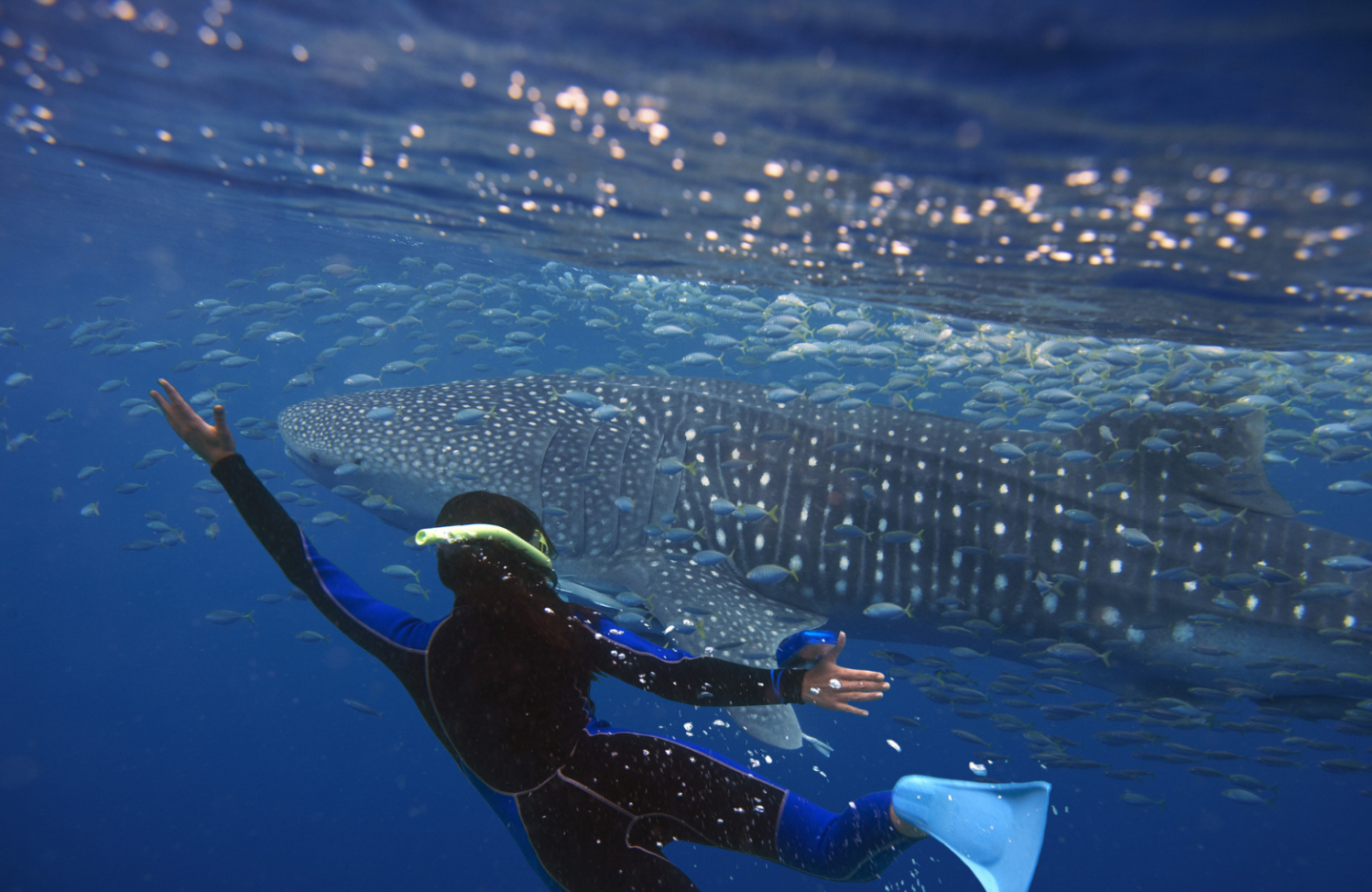 Whale and person swimming