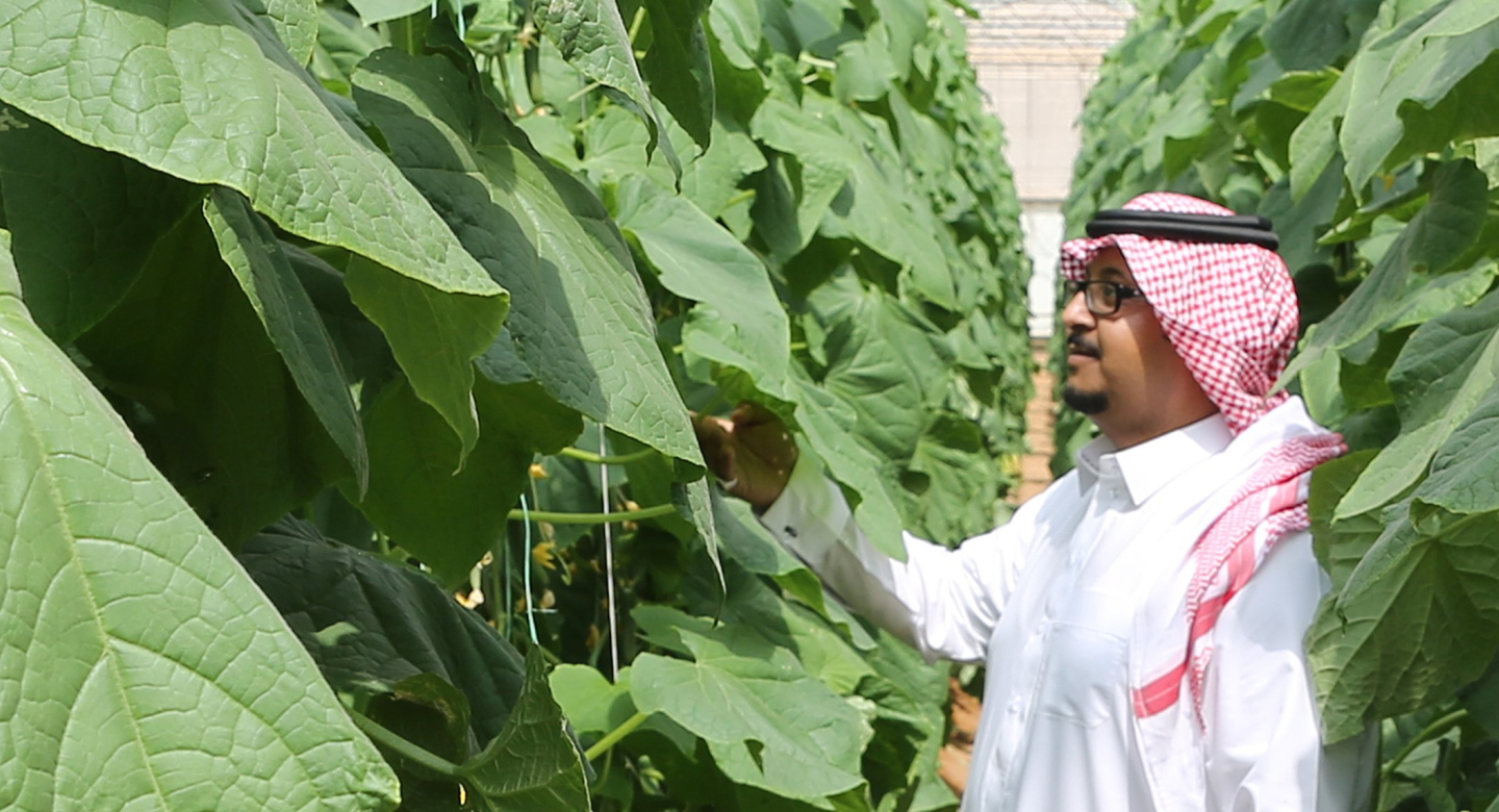 A man in traditional Emirati clothing is pictured between rows of leafy plants. He looks at the plant.