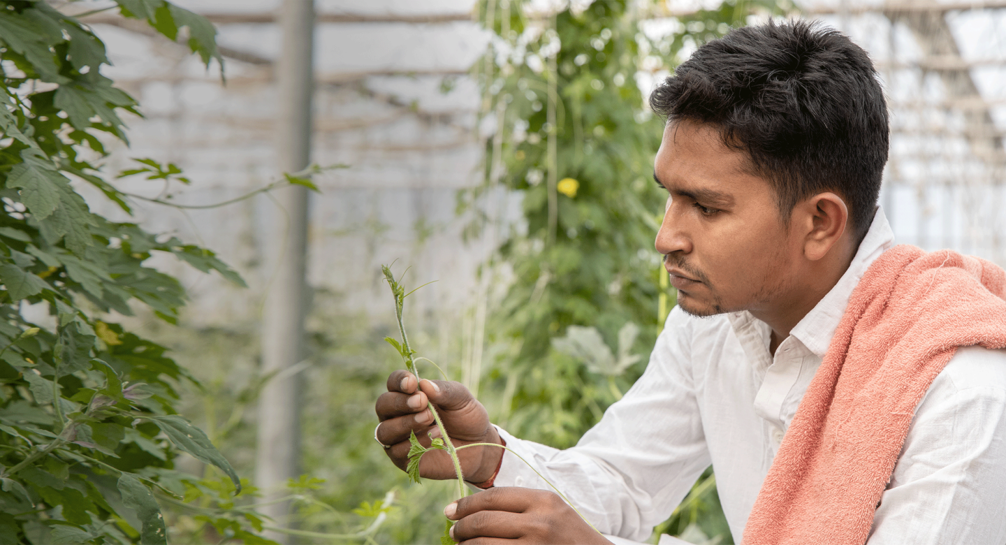 An Indian farmer dressed in white crouches in a field and holds a vine from crops next to him
