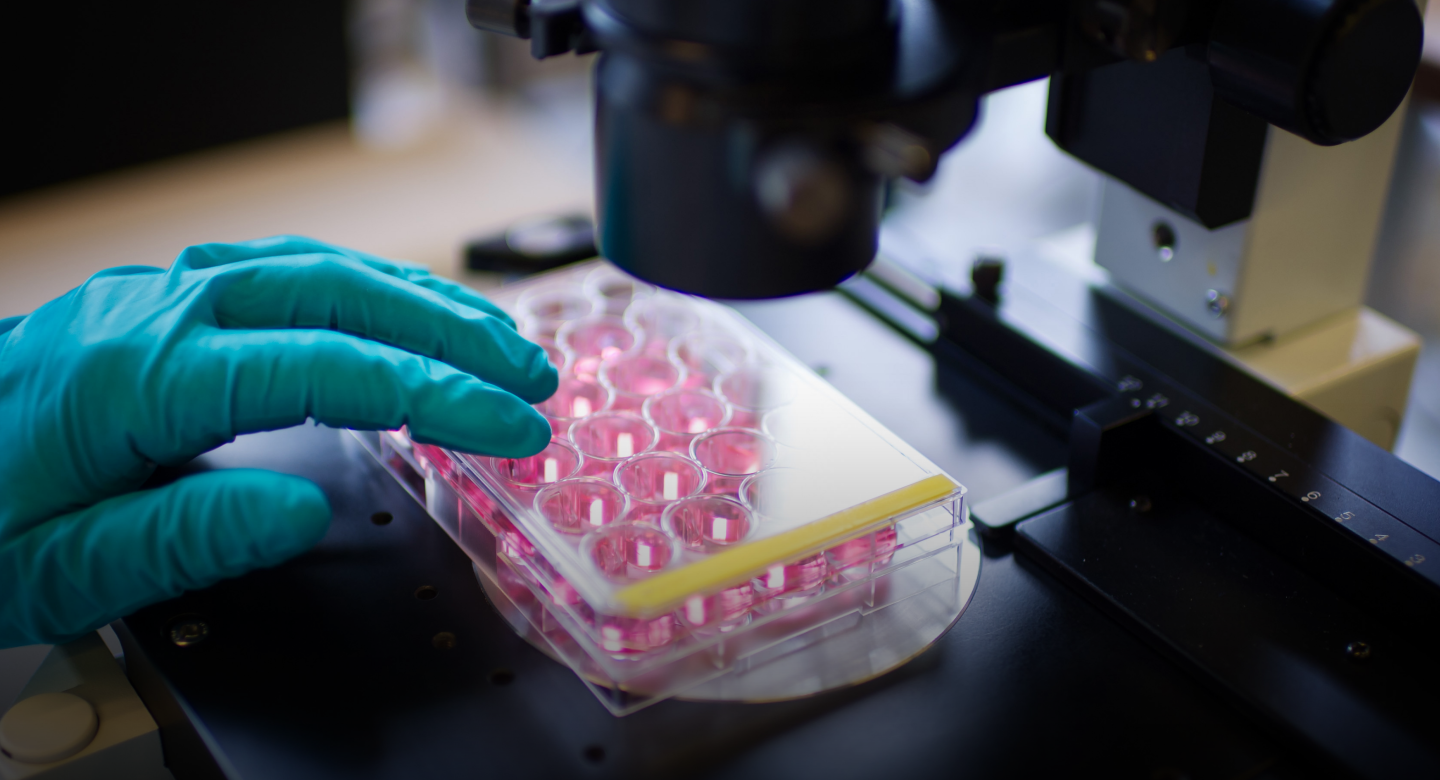 24 well plate with pink medium under microscope