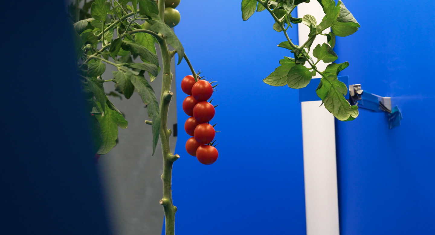 Tomatoes in SAIA machine