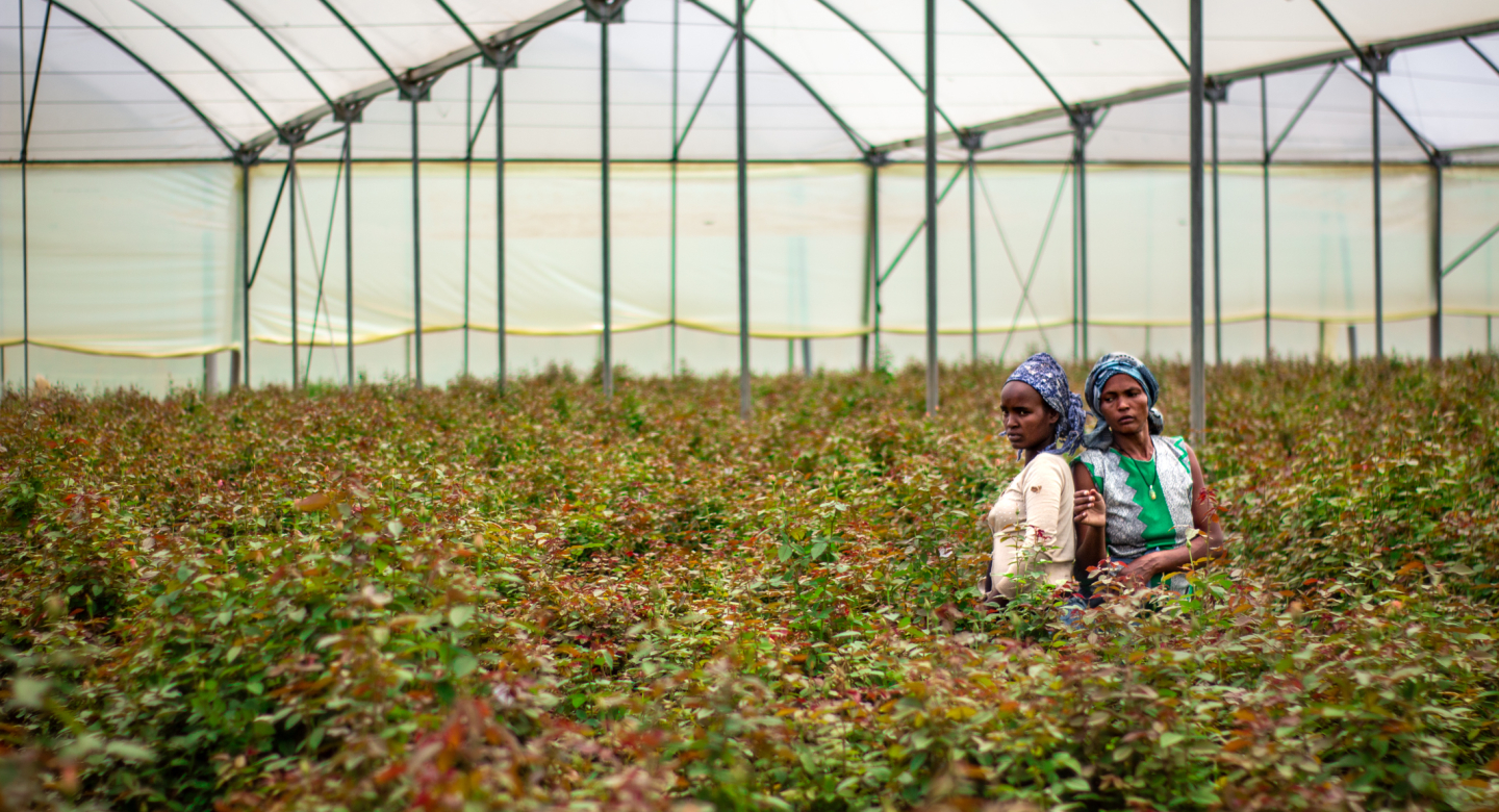 Ethiopian women working in greenhouse. Credits: Robin Nieuwenkamp