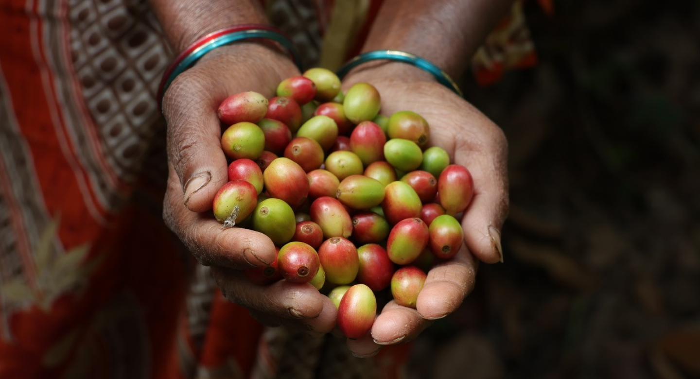 A woman's hands hold coffee beans grown in Andhra Pradesh India 