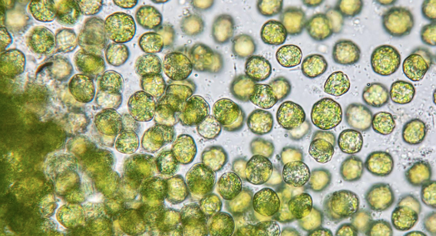 JiTiBa algae pearls