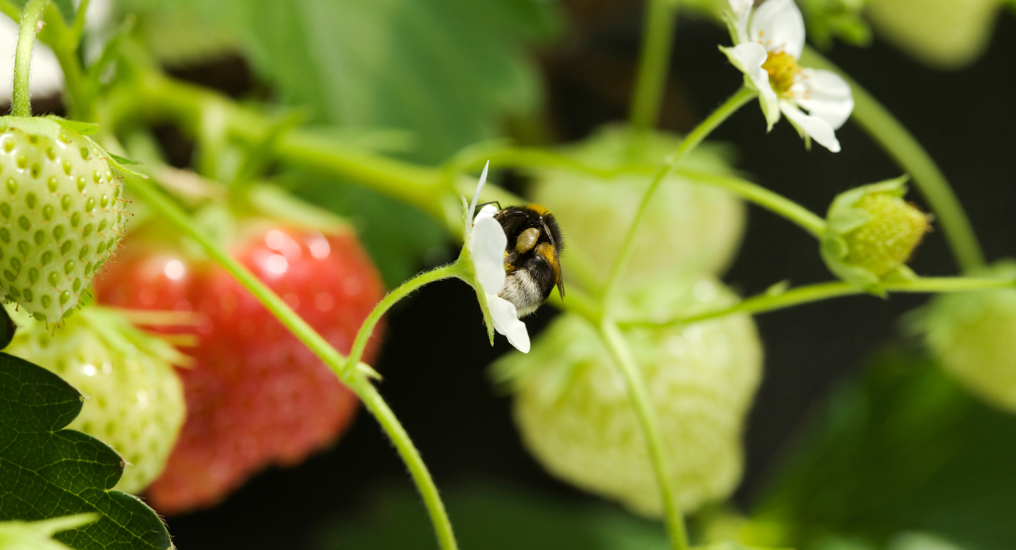 strawberries