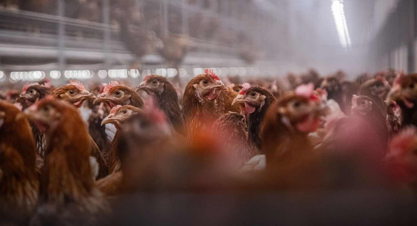 chickens