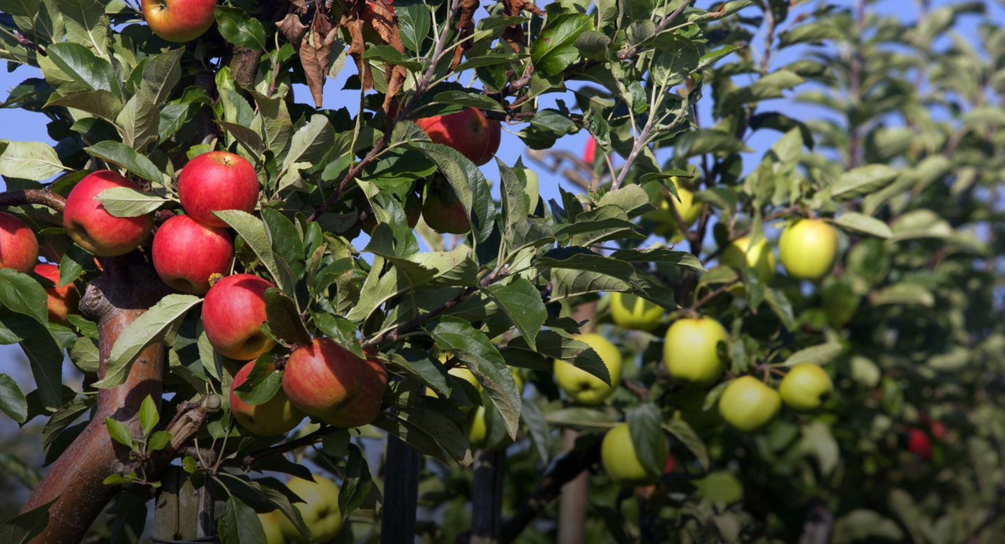 apples 