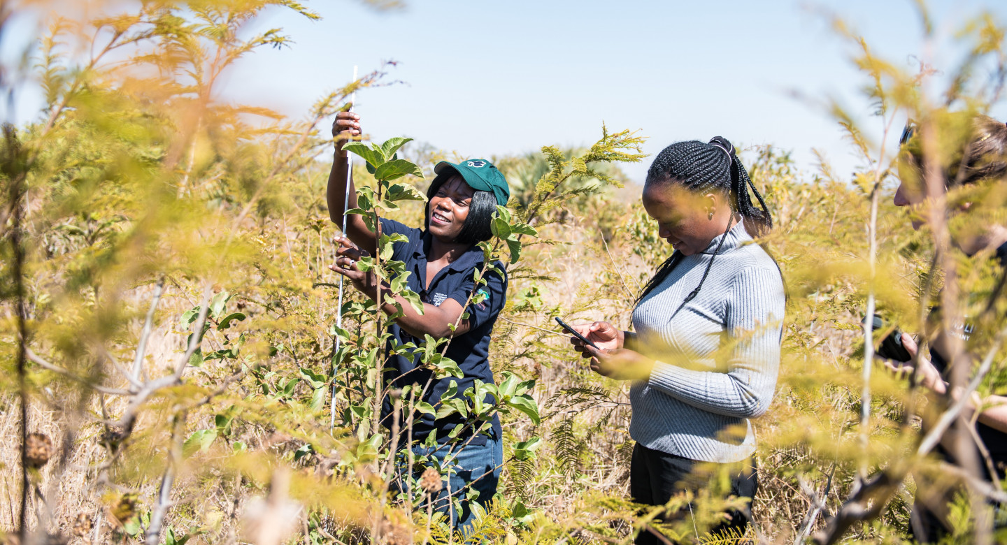 LandLife Company - tree monitoring in Zambia