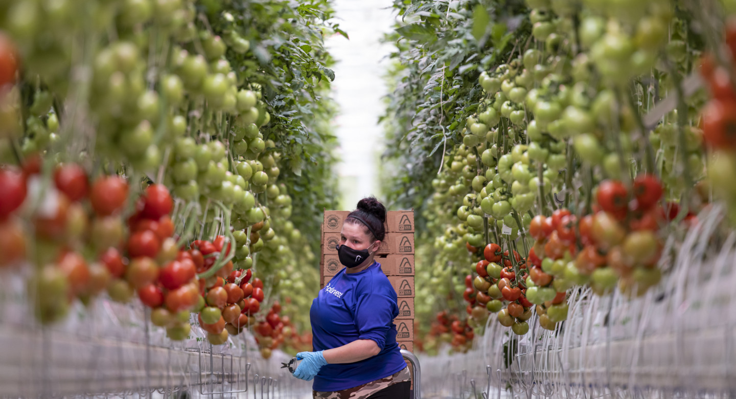 Appharvest farm, Kentucky