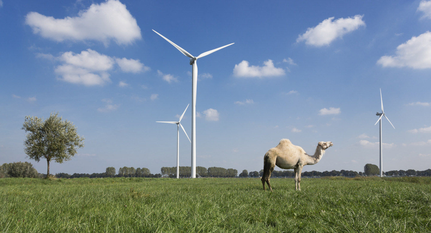 Dromedaris in wind turbine landscape