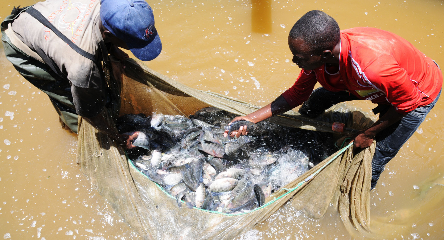 Fish farming enterprise as a catalyst to environmental conservation: case  of Mount Kenya Man and Biosphere Reserve