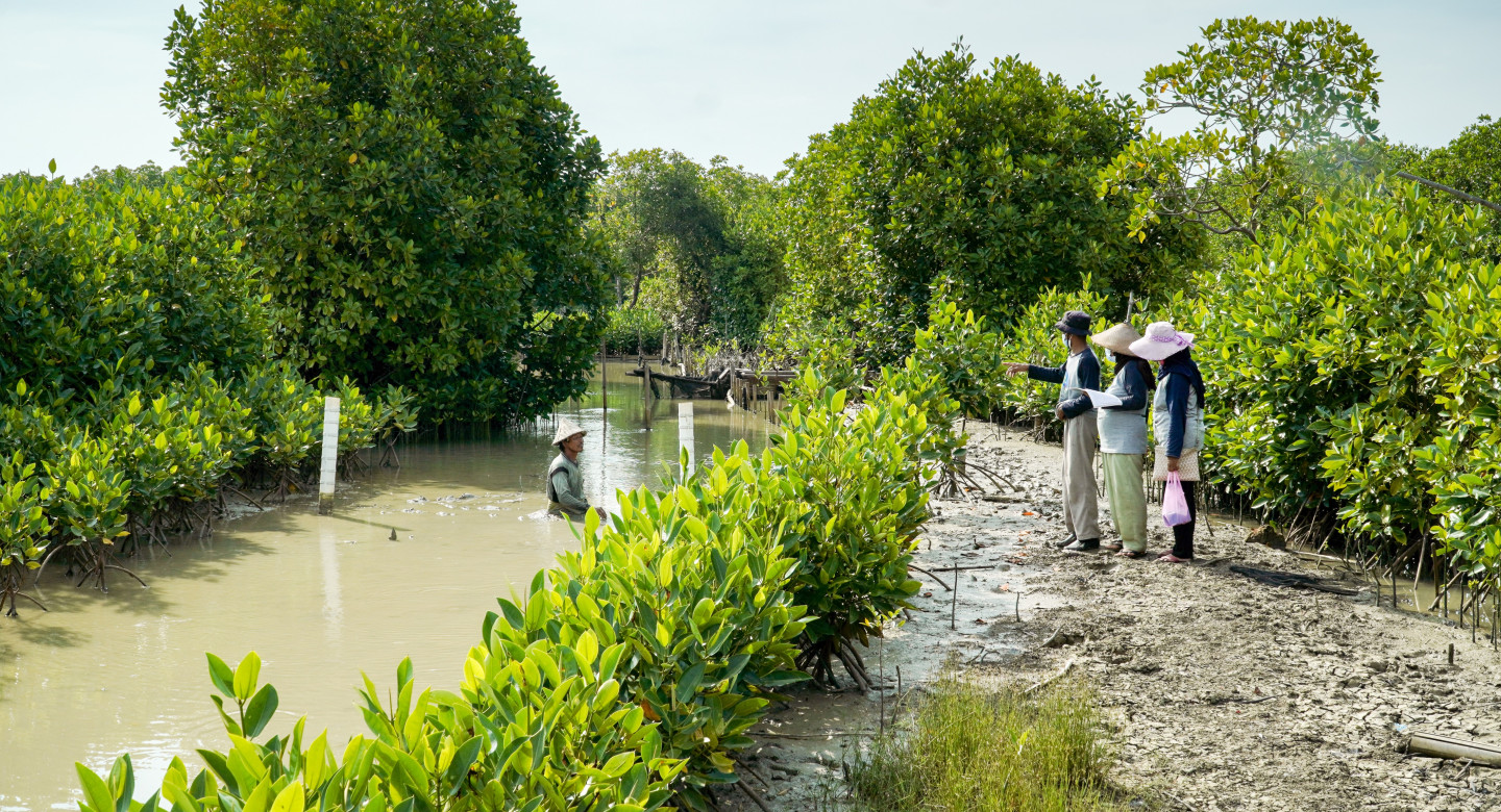 Mangrove restoration Indonesia Photo: FDW