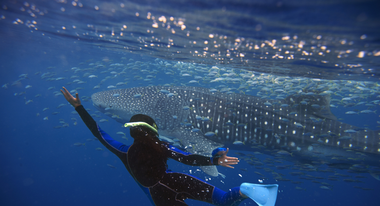 Whale and person swimming