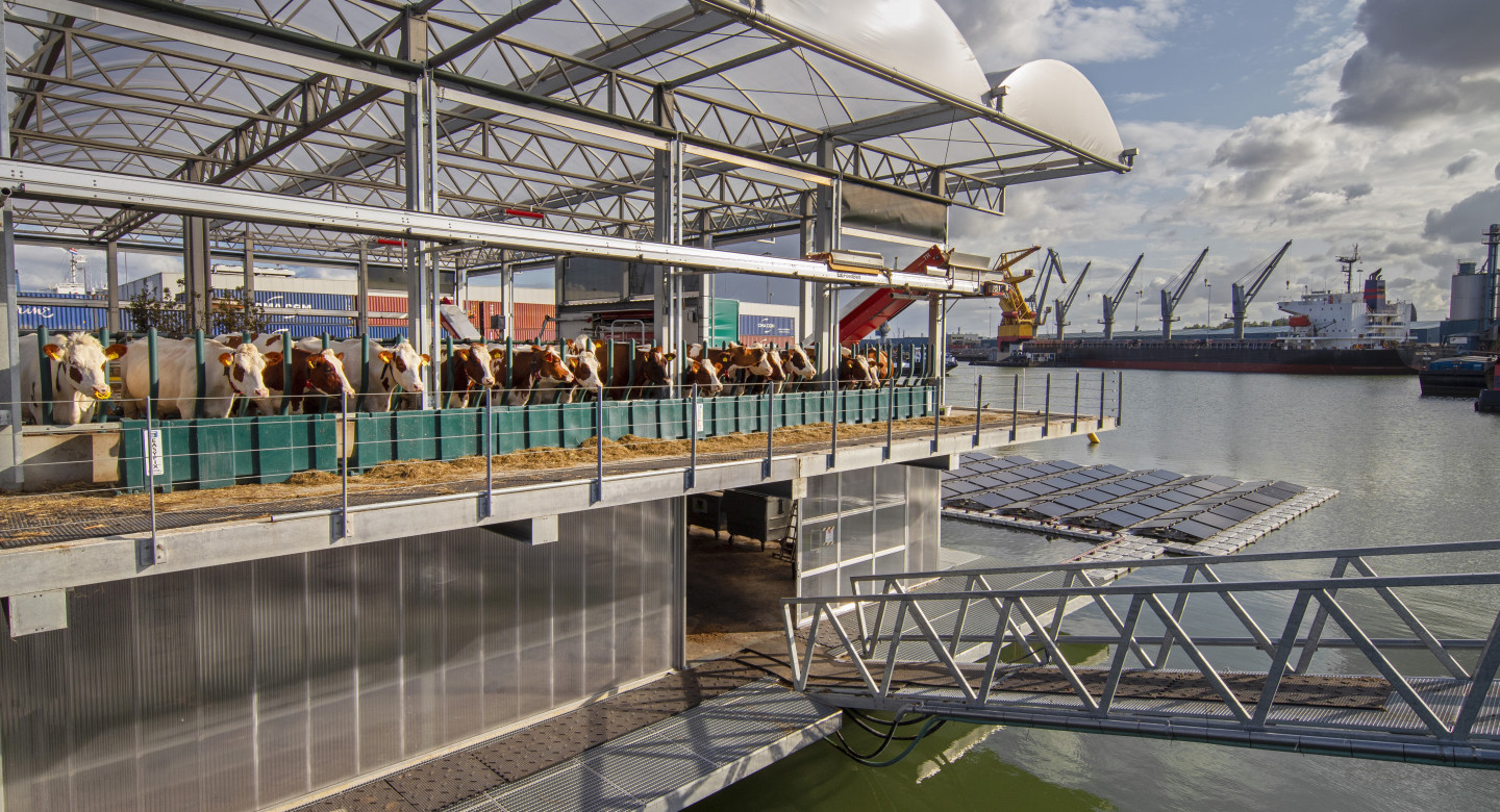 Floating dairy farm