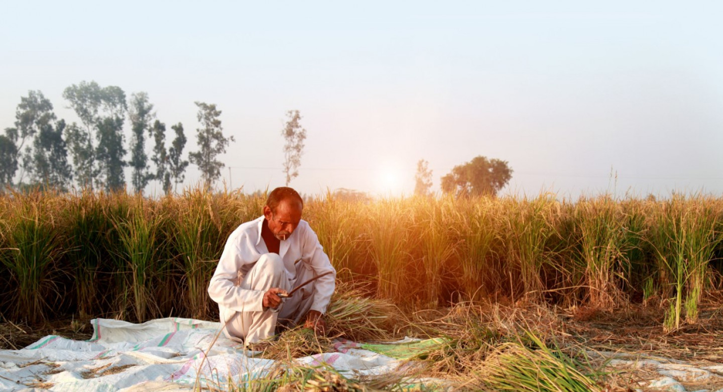 paddy straw farmer