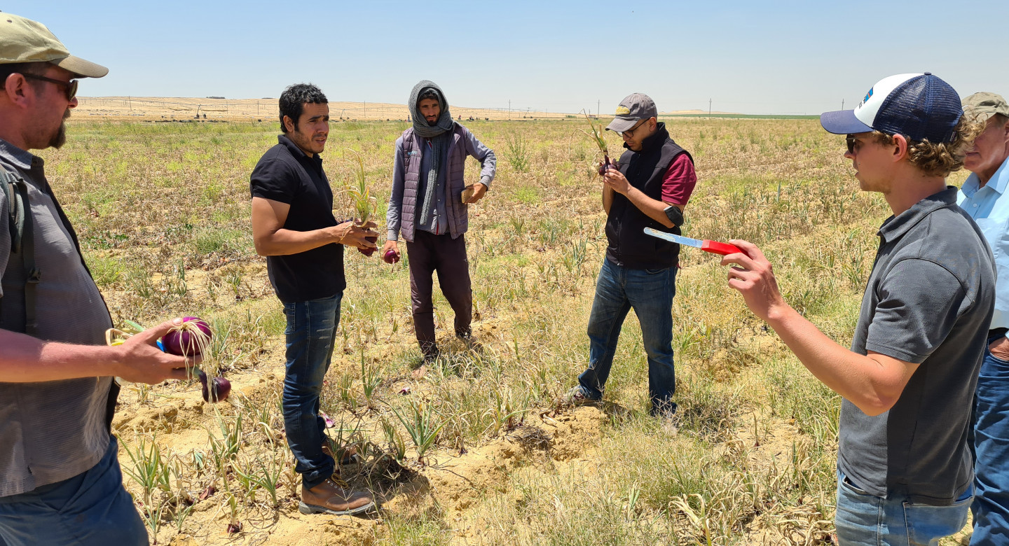 Saline farming Egypt