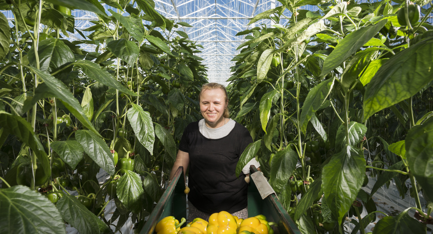 Bell peppers in greenhouse