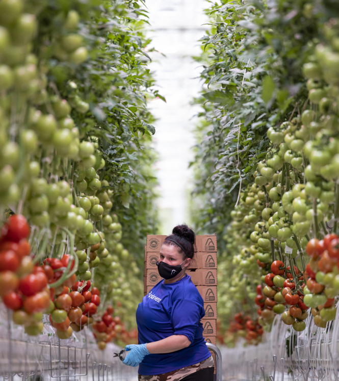 Appharvest farm, Kentucky