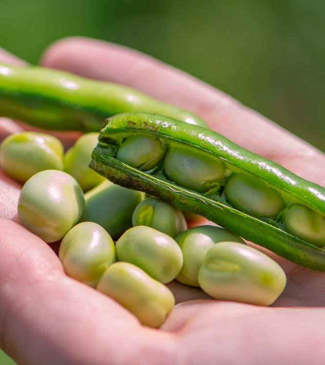 Beans