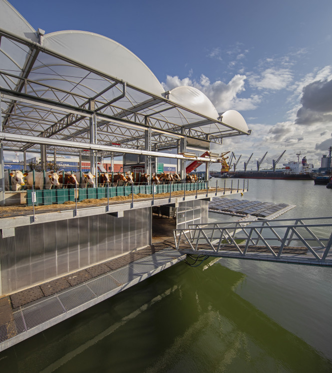 Floating dairy farm