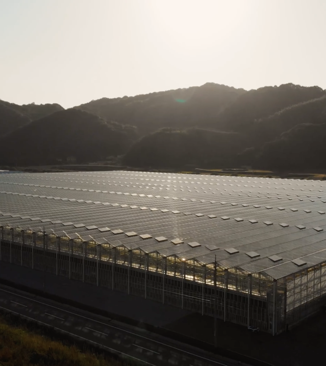 Japan greenhouse
