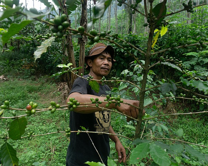 Ranger patrolling forest on Java, Indonesia Photo: Dhana Kencana / Climate Visuals Countdown