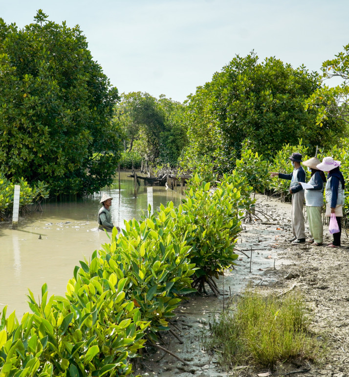 Mangrove restoration Indonesia Photo: FDW