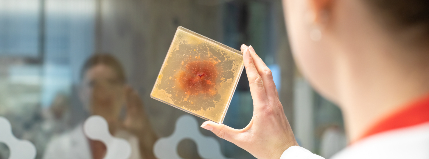 A scientist looks at a an orange sample between two sheets of glass