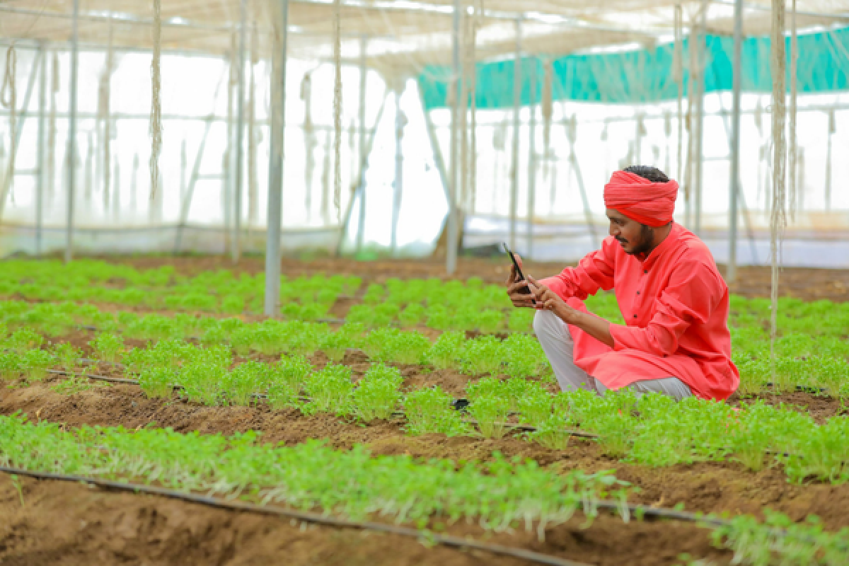 an indian farmer in red crouches in a field of leafy crops and inspects them