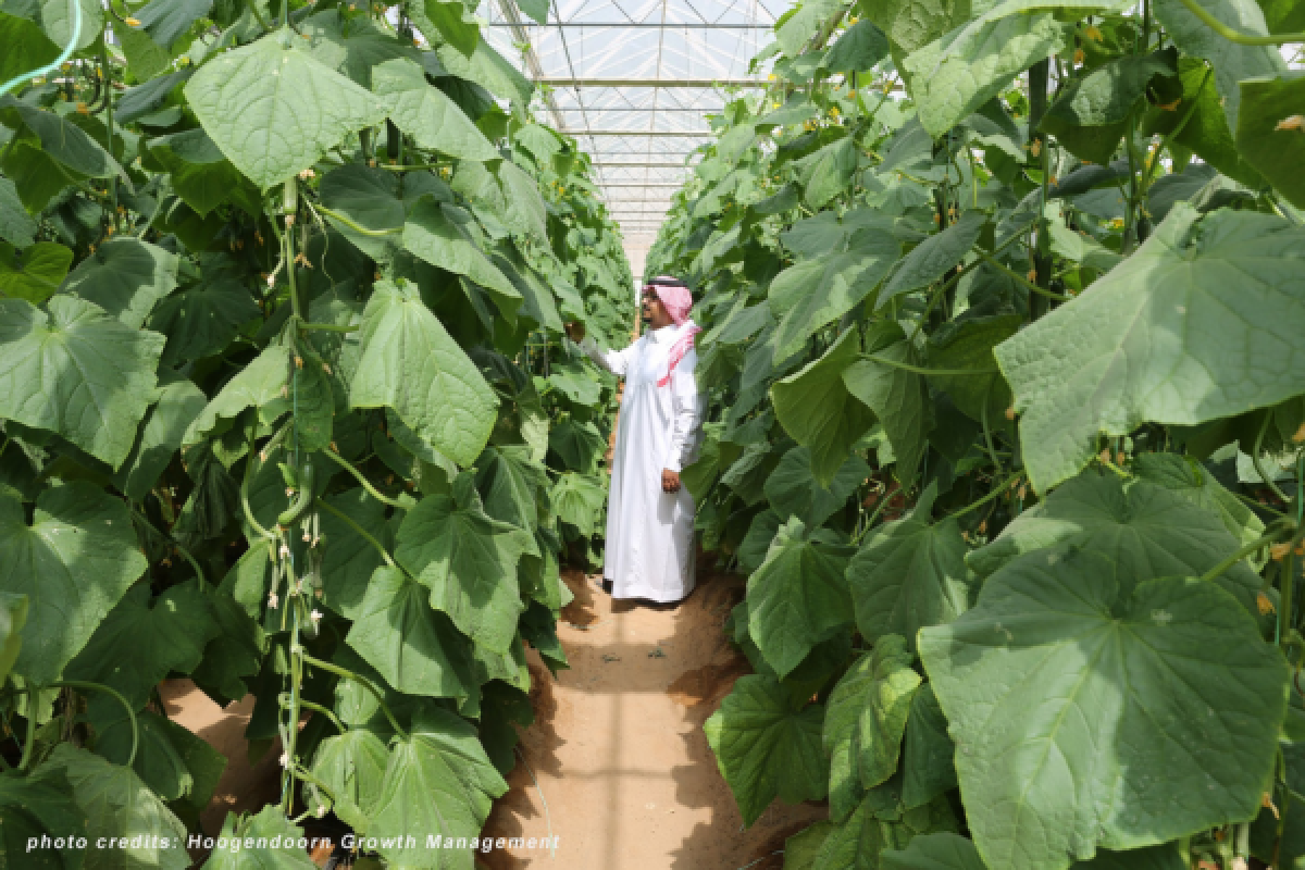 A man in traditional Emirati clothing is pictured between rows of leafy plants. He looks at the plant.