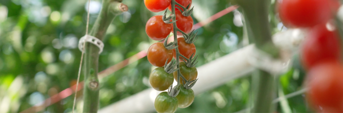 SAIA Tomatoes