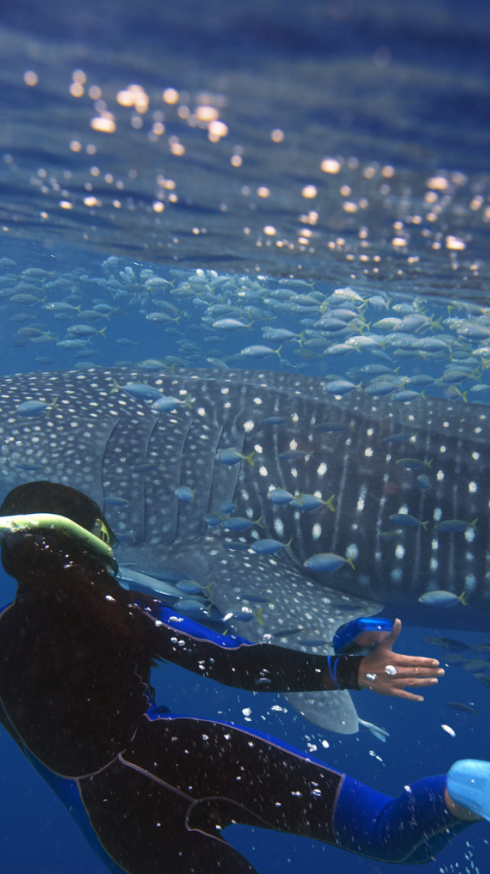 Swimming with whale