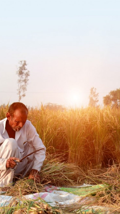 paddy straw farmer